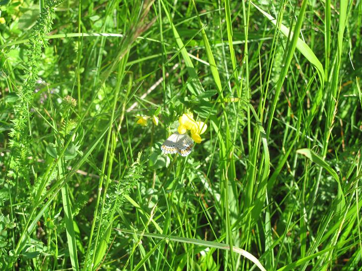 Plebejus argyrognomon